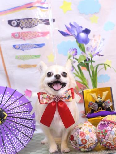 20240516ミルクちゃん